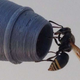 Imagen para el artículo titulado El sorprendente método con el que algunas avispas pueden derribar aviones